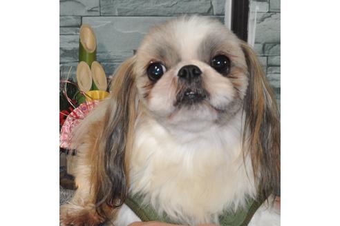 販売中のシーズーの親犬